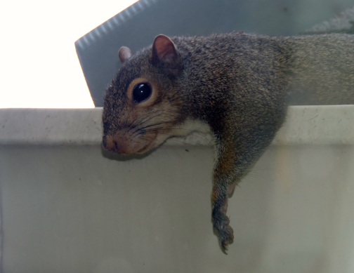 gutters-squirrel