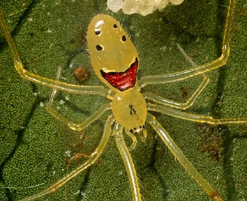 happyface-spider