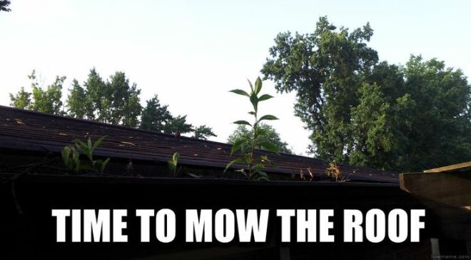 mow-the-roof-gutters